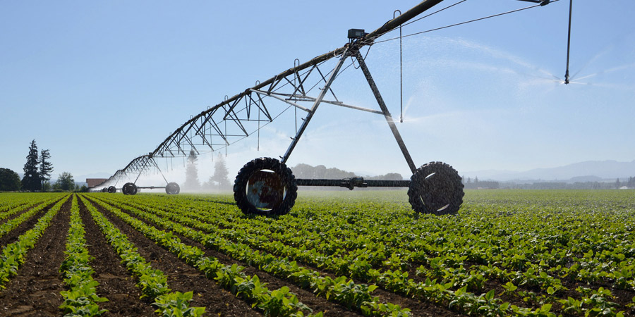 Water Cartage Bendigo, Cartage and Supplies Shepparton, Slashing Blocks Geelong, Foot Paring and Mulsing Elphinstone, Sheep Handling Victoria